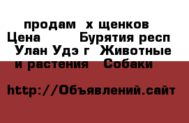 продам 2х щенков › Цена ­ 10 - Бурятия респ., Улан-Удэ г. Животные и растения » Собаки   